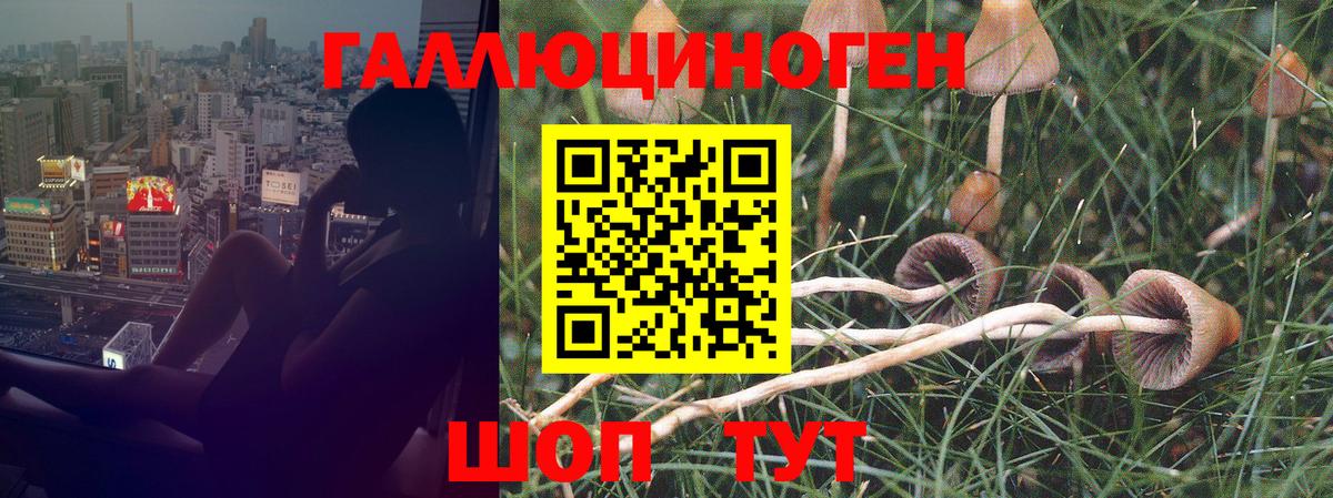 Псилоцибиновые грибы Psilocybe Копейск